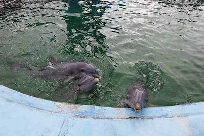 Un total de diez delfines permanecen el el predio de Aquarium Mar del Plata tras el cierre del emprendimiento