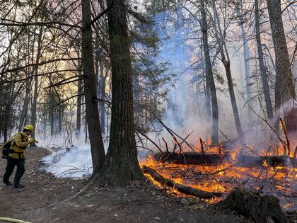 Un trabajador de 18 años perdió la vida al ser alcanzado por un árbol mientras combatía el incendio en el Bosque de Sterling.