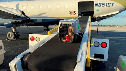 Un trabajador de aeropuerto mostró cómo viajan los perros en las bodegas de un avión