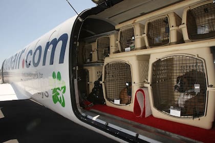 Un trabajador de aeropuerto mostró cómo viajan los perros en las bodegas de un avión