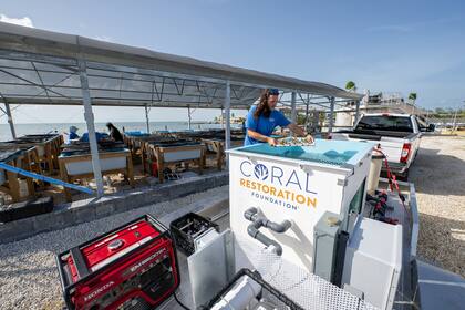 Un trabajador de la Fundación para la Restauración del Coral carga muestras en un tanque móvil del Instituto de Oceanografía de Florida en Long Key