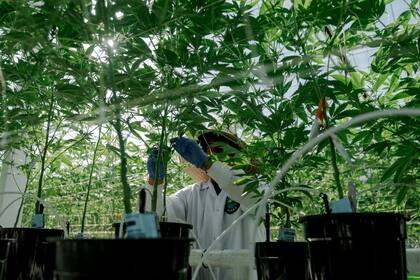 Un trabajador en una granja de cannabis en Camarillo, California, en febrero 2023.
The Washington Post