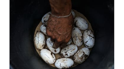 Un trabajador recolecta huevos de cocodrilo en la granja Sri Ayuthaya en la provincia de Ayutthaya, Tailandia