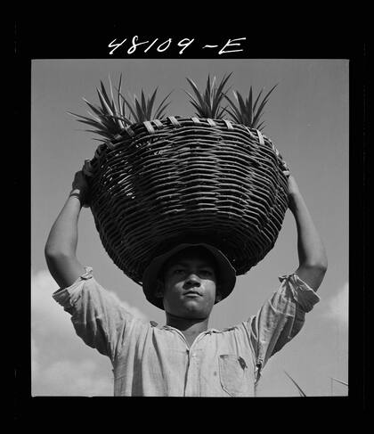 Un trabajador retratado en una plantación de ananá en Puerto Rico, en 1942, por 
Jack Delano