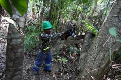 Un trabajador utiliza una motosierra para probar el sistema de detección de deforestación