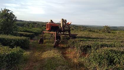 Un tractor de Klingbeil del año 1960 que fue transformado en una cosechadora de té, al que se le elevaron los ejes para trabajar en la chacra