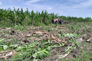 Fue un lugar emblemático para las bananas argentinas y hoy en su tierra todo es angustia