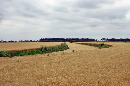 Un trigal creciendo sobre la antigua traza del canal, cerca de O´Higgins