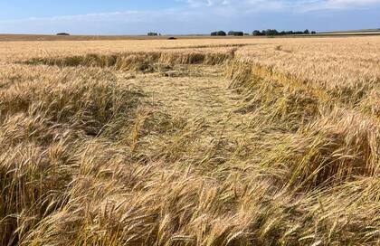 Un trigo acostado, luego del temporal de viento y agua