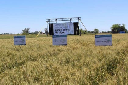 Un trigo con la tecnología de la tolerancia a sequía