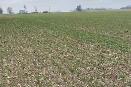 Un trigo en la zona de Pergamino