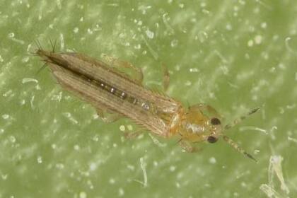 Un trips occidental de las flores adulto.