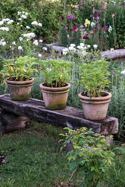 Un tronco caído puede volverse banco o borde de cantero