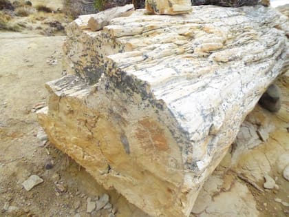 Un tronco fosilizado, uno de los encantos del recorrido