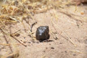 Un trozo del asteroide 2018 LA, recuperado en la Reserva de Caza del Kalahari Central en el centro de Botswana