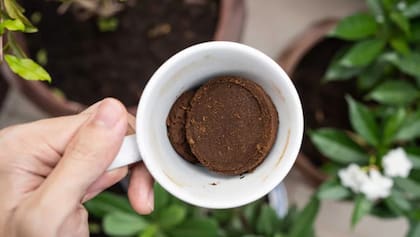 Un uso inadecuado de los posos de café, o su aplicación en exceso, puede resultar perjudicial tanto para la tierra como para las especies vegetales