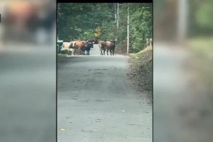 Un usuario de redes sociales pudo captar el momento en el que los toros se adentraron en el bosque