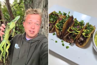 Tacos y pizzas: qué pasó con las iguanas que quedaron congeladas por el frío