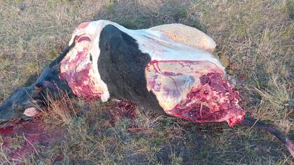 Un vaca Holando del productor Gustavo Vázquez que fue faenada por los ladrones en junio pasado