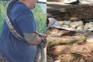 Levantaron una baldosa de la acera y encontraron una pitón con 20 huevos