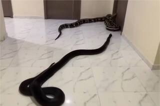 Utilizó a dos serpientes para amedrentar a su vecino por ruidos molestos y se volvió viral