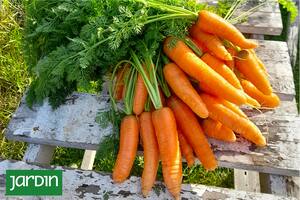 Un vegetal milenario que hasta sus hojas son comestibles.