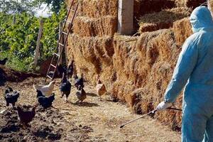 Un veterinario desinfecta un gallinero en Mogjla, 170 kilómetros al sur de la capital macedonia, Skopje; un posible caso fue detectado allí