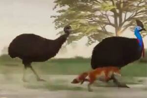 Un video en X mostró la velocidad de algunos ejemplares del reino animal