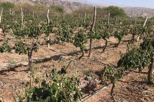 En Mendoza pagarán hasta $72.000 por hectárea tras un desastre productivo