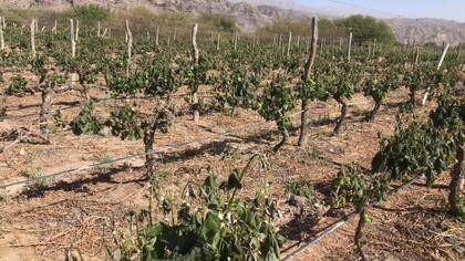 Un viñedo dañado por la helada en Mendoza