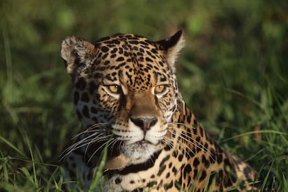 Un yaguareté en los Esteros del Iberá, Corrientes