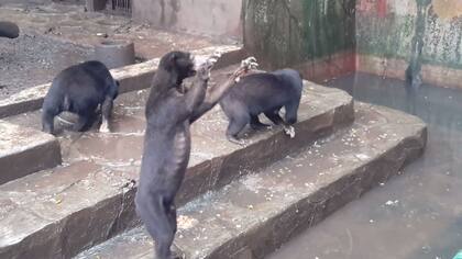 Un zoológico de Indonesia generó indignación mundial