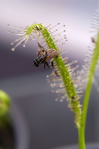 Una abeja atrapada por una Drosera binata.