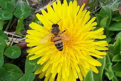 Una abeja poliniza un diente de león. Imágenes como estas son habituales en La Endorfina, generan puro bienestar.