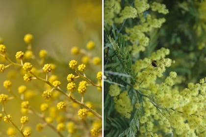 Una acacia a punto de abrir sus capullos (izq.). La Acacia dealbata siempre nos da una grata sorpresa cuando perfuma el invierno con sus flores. Es un árbol mediano, que crece mejor en suelos sueltos y donde el calor del verano no es demasiado intenso.