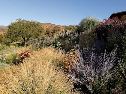 Una Acacia caven (espinillo) genera algo de sombra que se proyectará hacia la tarde