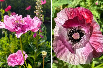 Una amapola silvestre y una de Islandia: en cada una de sus versiones el espectáculo es único.