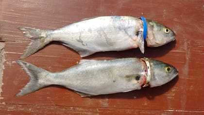 Una anchoa de banco estrangulada por una arandela de una botella de plástico, en la Bahía de Samborombón.