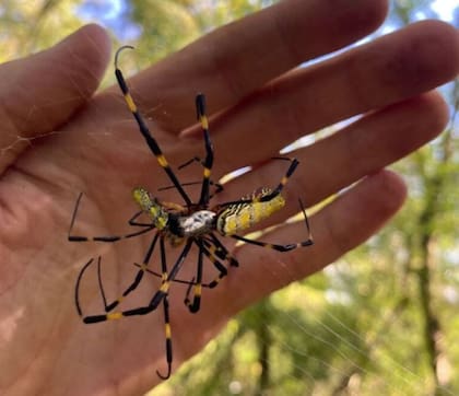 Una araña gigante debe la supervivencia a su timidez