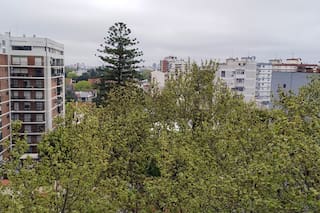 Elogio de los árboles