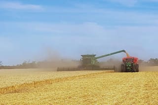 Una asociación agrícola alemana prevé una cosecha menor de trigo y una mayor de colza para 2026