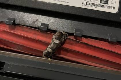 Una aspiradora capturó a una serpiente en Lindale, Texas