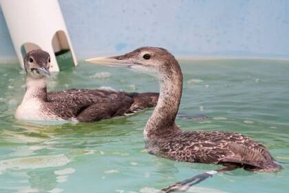 Una ave del Ártico fue encontrada atrapada en California