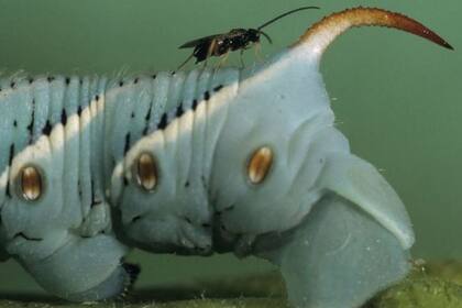 Una avispa parásita (Cotesia congregata) se sube a la parte posterior de una oruga del gusano cuerno del tabaco donde pondrá huevos en el huésped, lo que la mata eventualmente