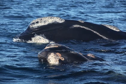 Una ballena con su cría en Puerto Pirámides