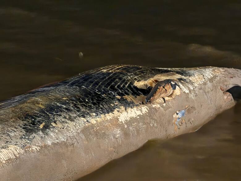 una-ballena-encallo-en-la-costanera-a-la-altura-BKLPWTW5FJBOLBKZJUH43SYRMQ