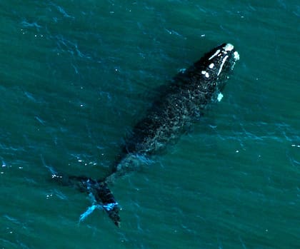Una ballena franca austral recorre el océano con una red de pesca enredada en su cola.