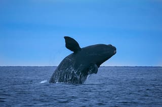La playa para ver ballenas y una imperdible experiencia para vencer el miedo