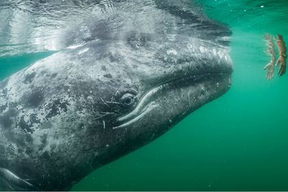 Una ballena gris se acerca a manos humanas