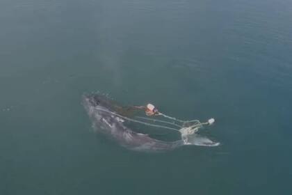 Una ballena jorobada fue liberada de una trampa para cangrejos